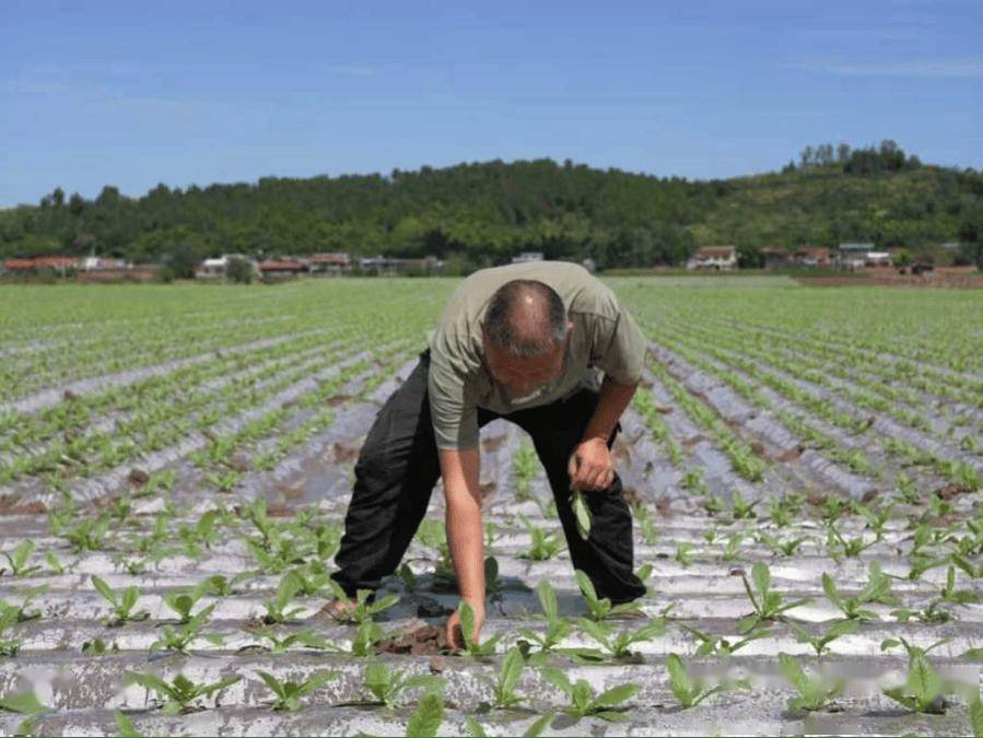 0亩萝卜种植忙 产业发展显活力开元棋牌杨家镇互助村：200(图6)