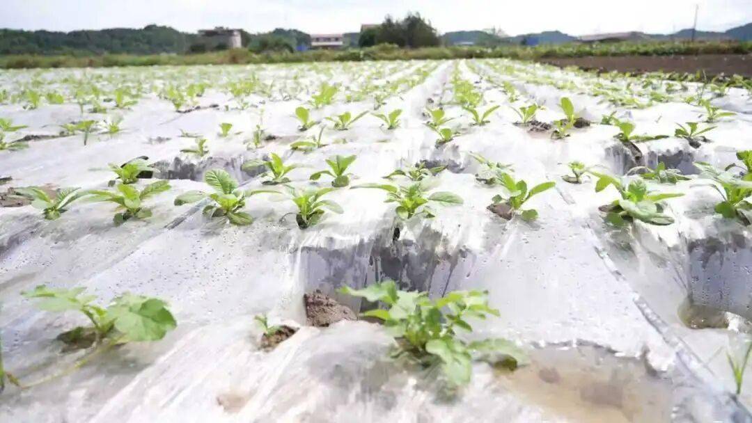 0亩萝卜种植忙 产业发展显活力开元棋牌杨家镇互助村：200(图3)